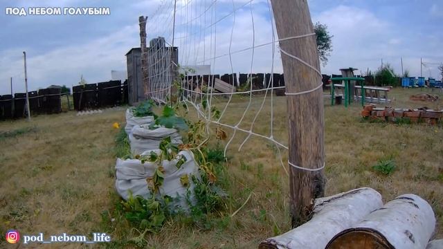 Во саду ли в огороде // Что выросло на нашем участке // Что с парником