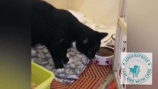КАК ПРОИСХОДИТ АВТО-ДОСТАВКА КОТИКОВ 🐱с компанией "ZooExpress" Доставка животных по России и миру!