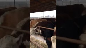 откорм бычков, базное кормление, какой откорм лучше?