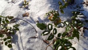 Маго́ния падуболи́стная  зимой, (лат. Mahōnia aquifōlium) — вечнозелёный  кустарник.