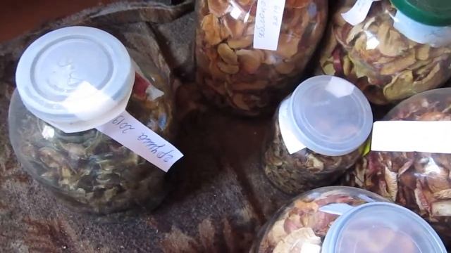 Сбор боярышника на сушку
