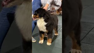 Бернский зенненхунд щенок 5 месяцев .