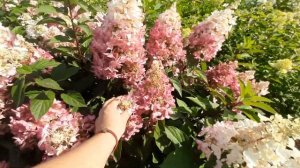 Гортензия метельчатая Пинки Винки
