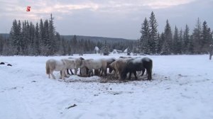 Табунное коневодство