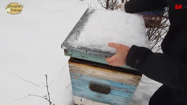 пчеловодство, контроль зимовки, клубы располагаются правильно, зимовка пчел на улице смотреть онлайн