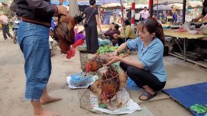 Chicken breeding.  Farmers bring chickens to the market to sell poorly.  (Episode 143).