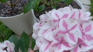 Гортензия крупнолистная Candy heart или Camilla ? Pepermint . 20.06.23