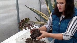 Формирую эониум 'Бронзовая чаша'. Уход в домашних условиях