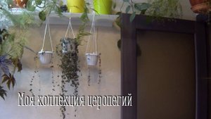 Комнатные цветы. Церопегия Сандерсона. Церопегия Вуда. Обзор.