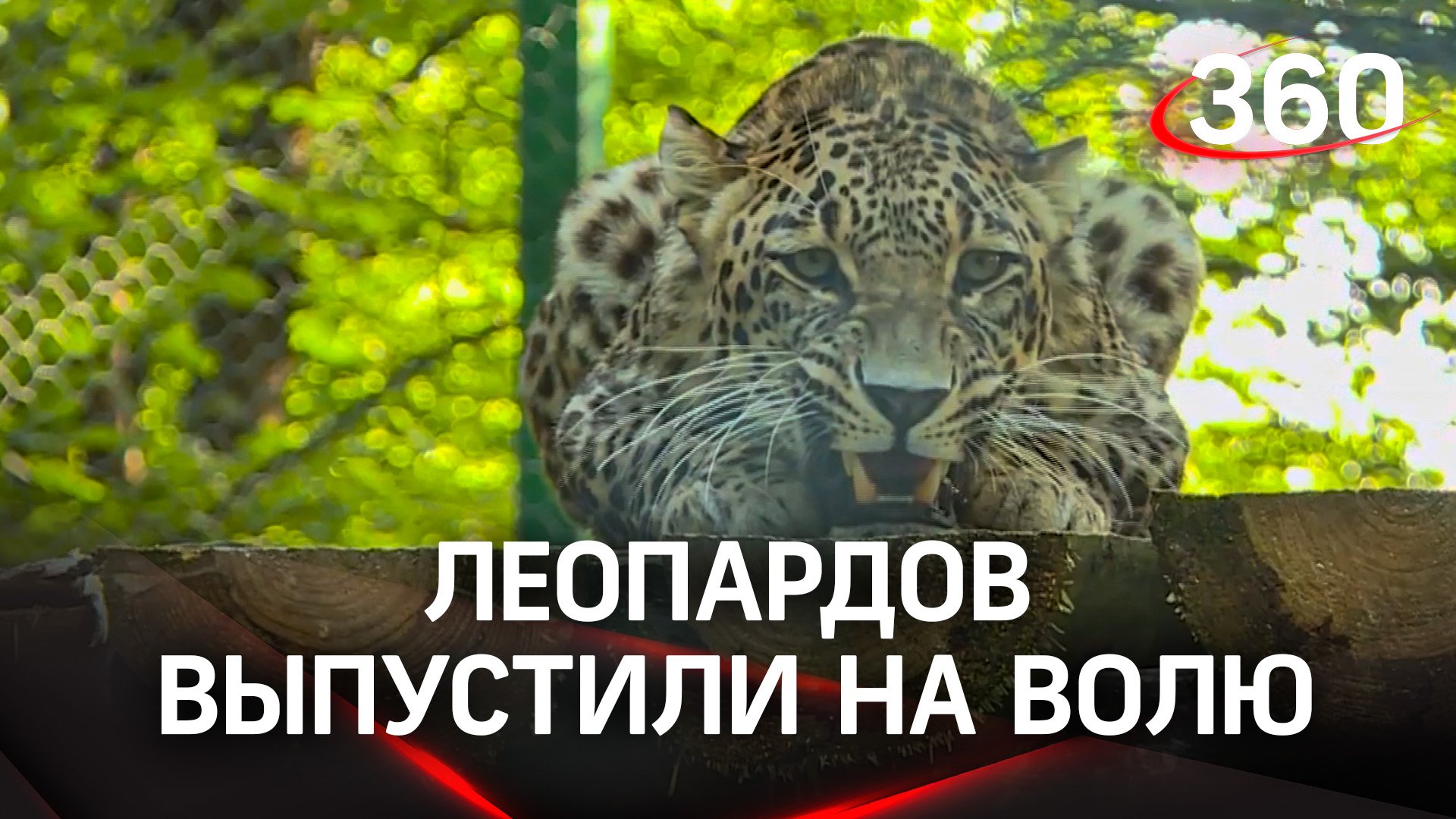 Свободная жизнь: трёх леопардов выпустили в дикую природу Северной Осетии