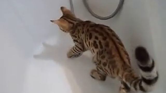 Бенгалы все любят воду смотреть онлайн