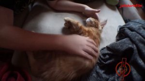 У меня лапки