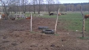 Bydło, Limousine, Cattle Limousine, Крупный рогатый скот Лимузины