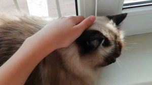 Толстый кот Мася мурлыкает как двигатель