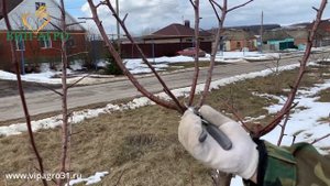 Обрезка садовых деревьев февраль 2022 Формировка заполненная чаша