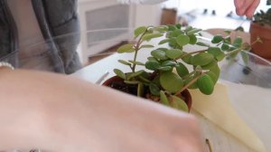 Calm Morning Potting All The Plant Propagations