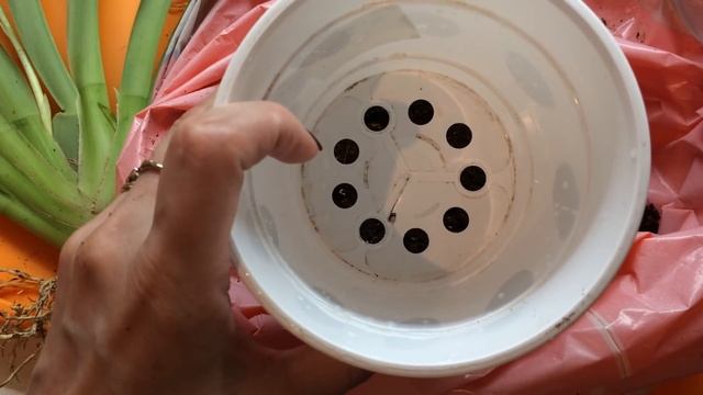 Пересадка Мильтониопсиса Red Tide в домашних условиях. (Мильтония  Red Tide)