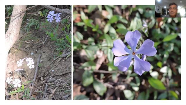 A Virtual Wildflower Walk with Alonso Abugattas смотреть онлайн