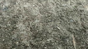 Ветреный день. Болезнь малины. Утолщение на стволах малины. Малиновая муха. 06.04.2021