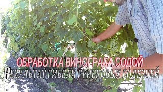 Болезни винограда и способы лечения.Чем обработать виноград во время созревания.Обработка винограда