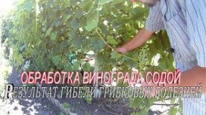 Болезни винограда и способы лечения.Чем обработать виноград во время созревания.Обработка винограда
