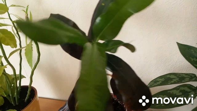 Весенний VLOG : пересаживаю цветы. Показываю цветы которые растут у меня дома