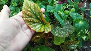 Комнатные цветы в открытом грунте/ Суккулентный садик