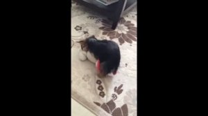 Мини йорик терьер супер забавный.