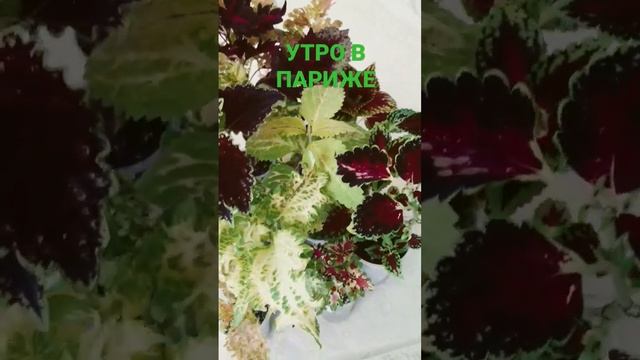 Колеус. Утро в Париже смотреть онлайн