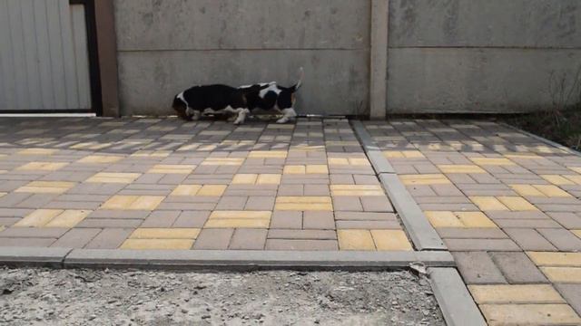 Весна)) Горошек и Югай)) смотреть онлайн