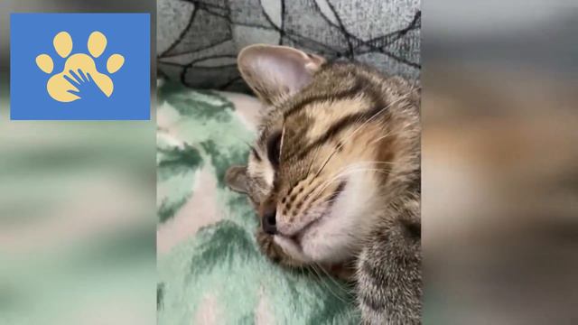 Самые Смешные Котики И Собачки | Юмор Для Поднятия Настроения