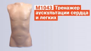 М1043 - Тренажер Аускультации Сердца и Легких