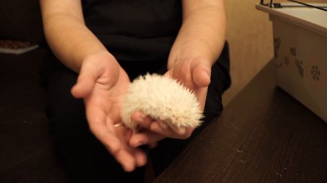 Африканский карликовый ёж