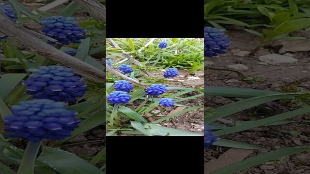 Мои Первые Цветочки