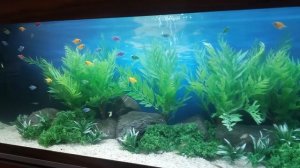 Аквариум с искусственными растениями