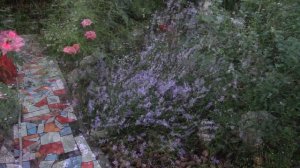 Многолетники в саду.  Лаванда замечательна для сада, цветника. А знаете почему?