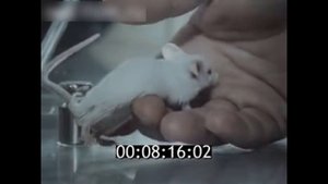 Мышка и жидкостное дыхание