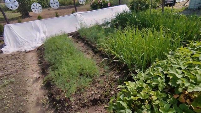 В огороде , саду и теплице всё растёт 1 июля . Созрела клубника и земляника . Наташа косит траву .
