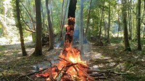 Что будет если сделать костёр вокруг сухого дерева? Не повторять,  это запрещено! ??  ?
