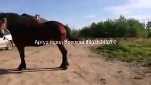 цыганские лошади на канале romadrab