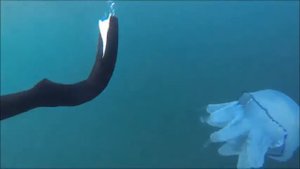 В Чёрном море рыбы нет... А вот русалки...