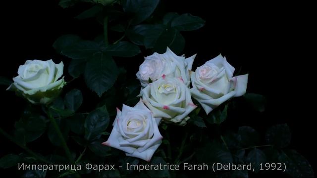 Как распускается роза Императрица Фарах - Imperatrice Farah (Delbard, 1992) смотреть онлайн