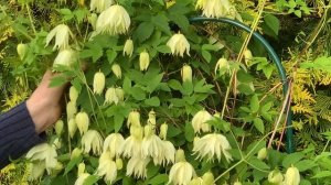 Княжик Lemon Dream