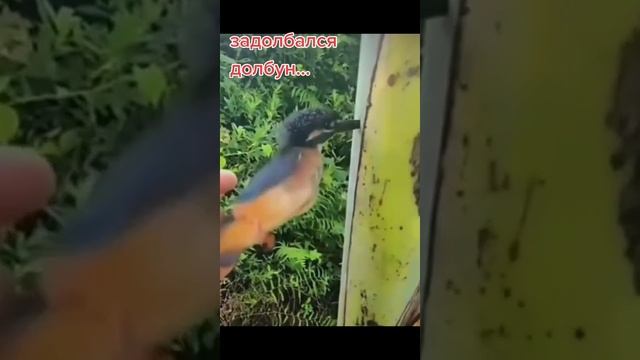 дятел долетался?