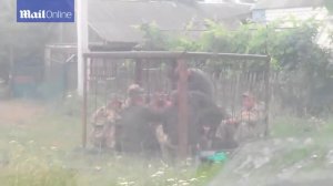 Ukrainian troops locked in metal cages as punishment for being drunk_Daily Mail 30.06.2015