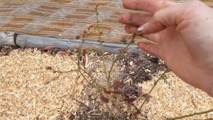 Размножение ГОЛУБИКИ "отдирком".#голубика#blueberry#размножениеголубики#грунтголубики#сортаголубики