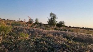 Охота на сурка в Ростовской области.