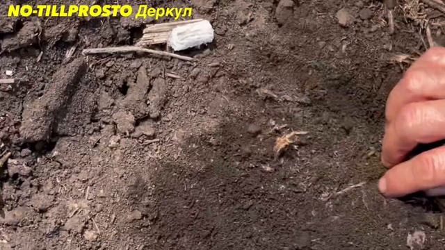 Посев рапса сеялкой DMC PRIMERA. 12.10.2022 Прикатывающий каток Guttler.  Аппликатор NITRO GRO 5010