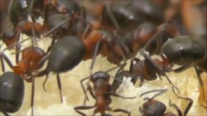 Муравейник.Муравьи делят кусочек хлеба.Ants share a piece of bread.Ameisen teilen eine Scheibe Brot