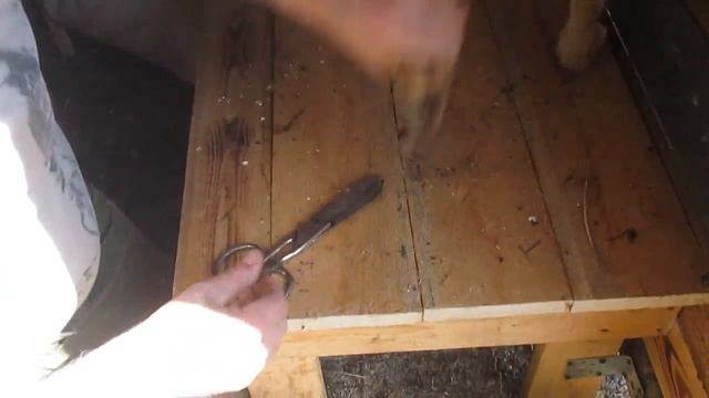 Красота требует жертв//Педикюр для козы//деревенская жизнь смотреть онлайн